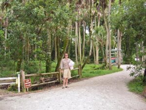 Palm-lined path