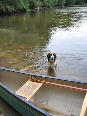 A barked greeting