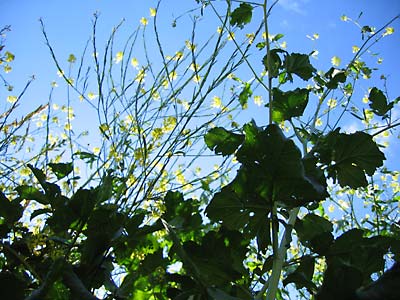 Yellow dots, blue sky