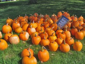 Pumpkin array