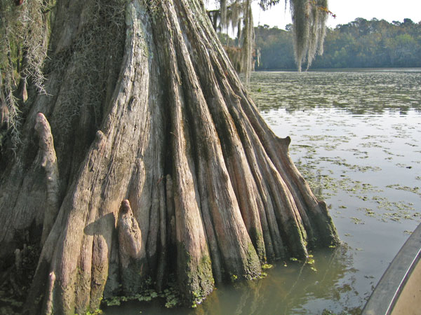 Cypress trunk