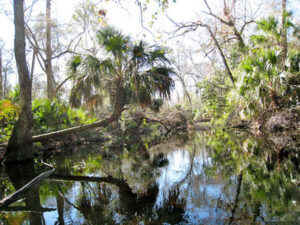 Palms across water