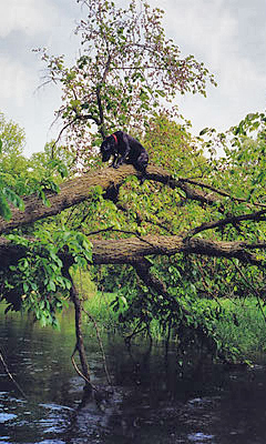 Harriet climbs a tree!